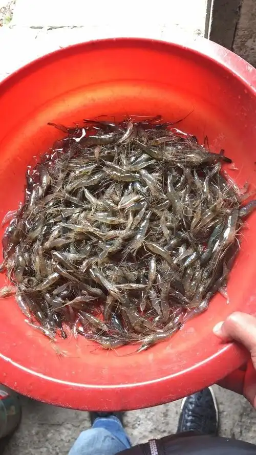 朋友网了一盆野生河虾