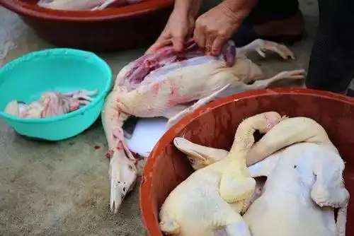 「漳州美食」漳浦石榴填鸭:一只让人神魂颠倒的鸭