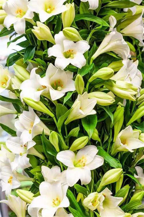 香水百合盆栽怎么养 - 花百科