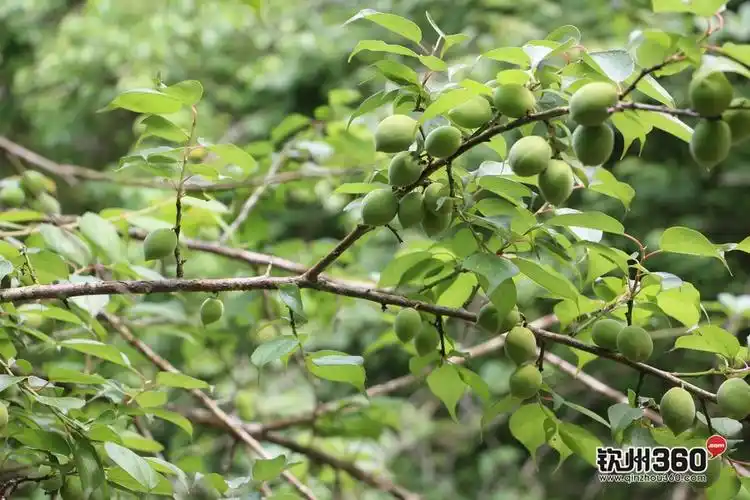 我要爆料!这个春天八寨沟景区的酸梅树盛开着累累硕果