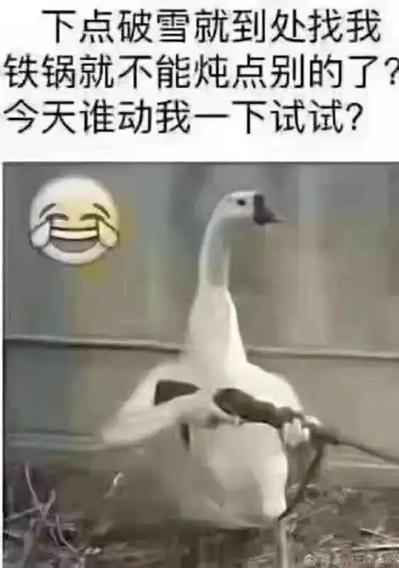 下雪了大鹅慌神了附赠炖鹅菜谱