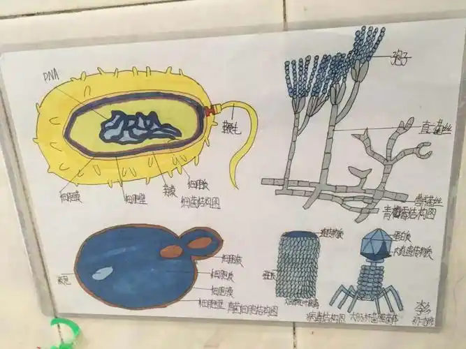 一张张精致美观的生物结构图,勾画出了丰富多彩的生命,令人赏心悦目!