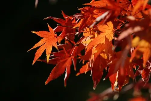 其它 纷纷飘落不在秋,恰似冬天里的一把火 写美篇寒风吹起银杏叶,枫叶