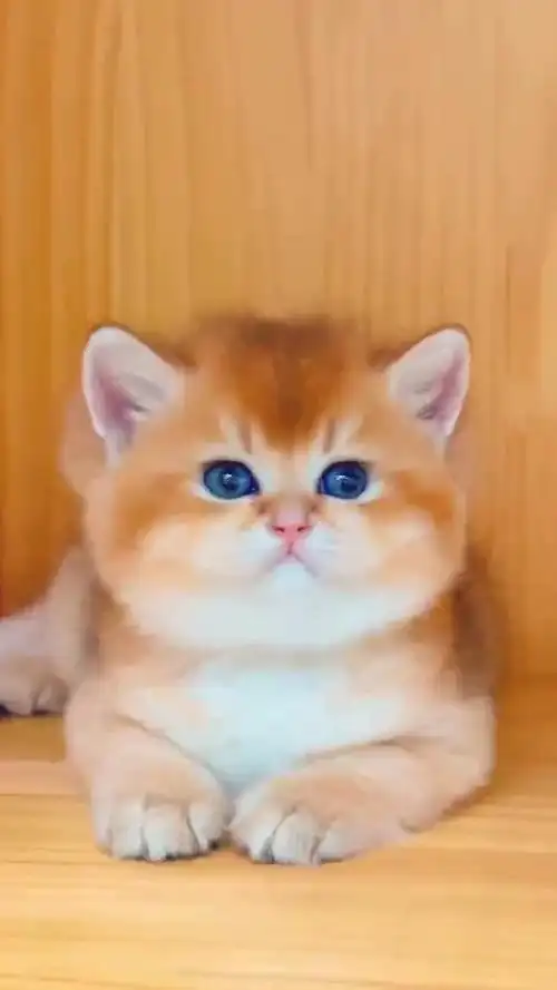 纯种金渐层活体幼猫宠物猫活体12色矮脚金渐层猫活体金渐层长毛猫