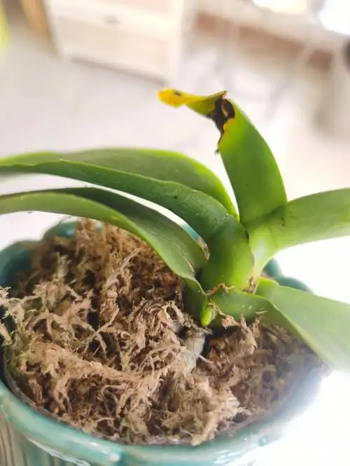 第一次养蝴蝶兰