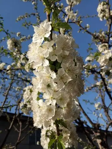 老荣养的樱桃树开花了!花真好看!