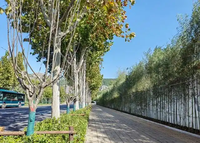 彩化景观效果,日前,区园林中心打造的龙驰路,龙泽路两条道路绿化景观