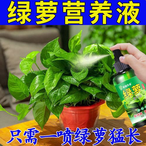 【一喷就绿】绿萝营养水培肥料营养土专用叶子发黄烂根绿萝营养液