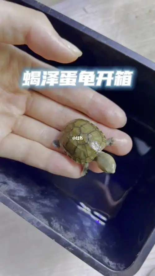 蝎泽蛋龟开箱视频