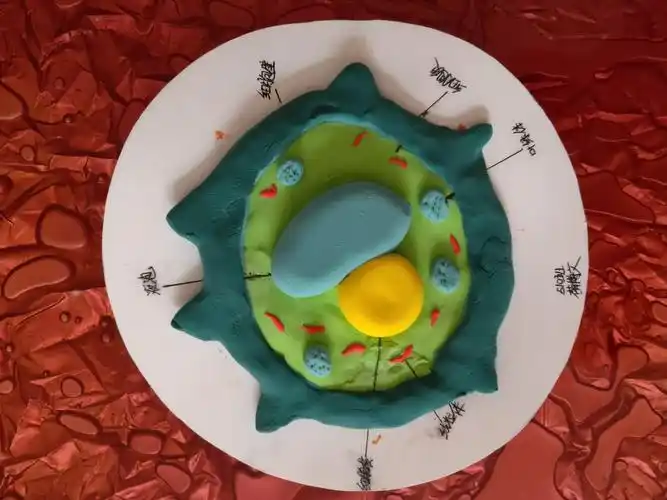 508,509,510植物细胞模型优秀作品展