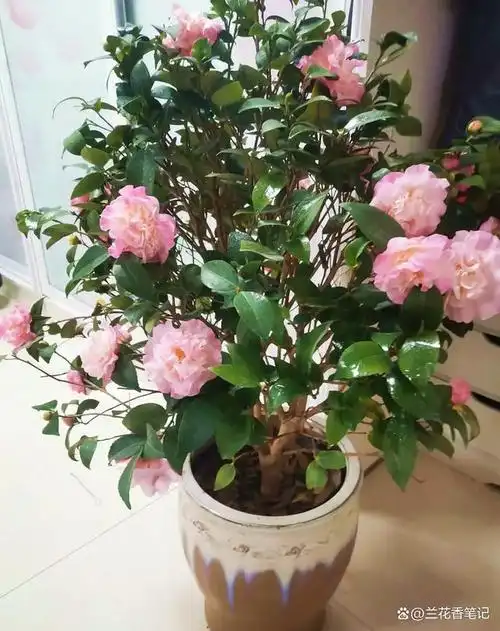 这款名贵花卉,一面世就被视为"珍品",香气最浓,开花自带仙气