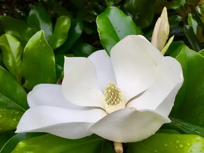 洁净高雅广玉兰(2020/06/13) - 美篇