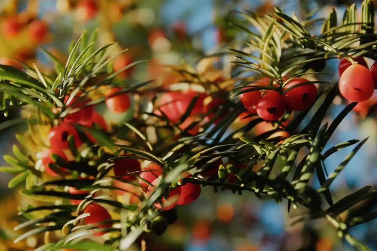 #镜头下 #红豆杉 #秋天 红豆杉又称紫杉,也称赤柏松.中 - 抖音