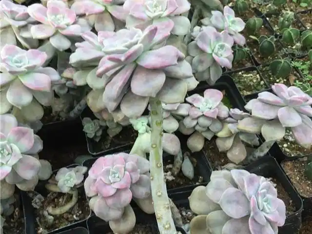 多肉紫乐,好看又好养,用对方法养成老桩,千金不换