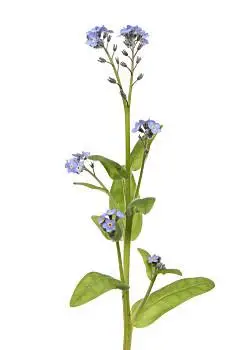 勿忘我,花,叶子,隔绝,白色