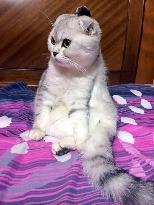 苏格兰折耳银渐层小母喵,求立耳dd生宝宝