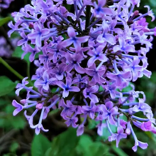 蓝芯紫丁香 - 红木虫-吉利-卿宸 - 图虫