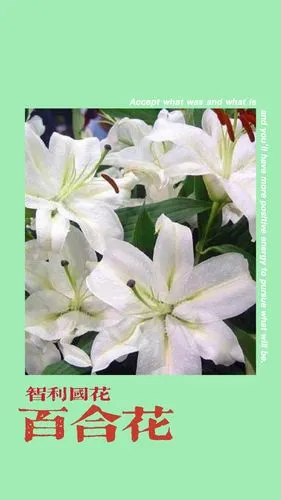 智利——百合花