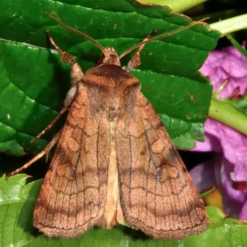 乡村,蛾子,英国,昆虫,家族,夜蛾科,蛾,鳞翅类