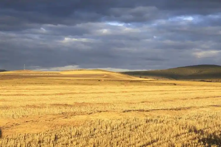 金色的麦田图片第4张