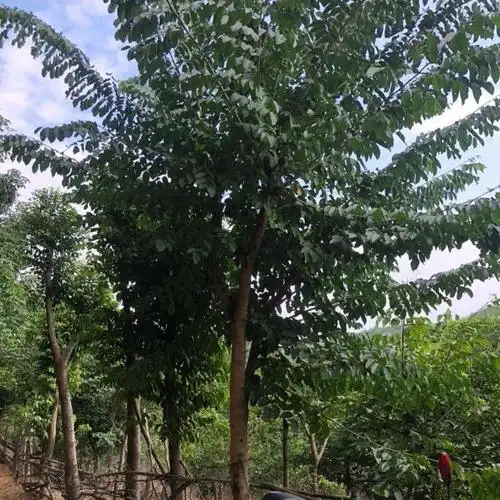 印度小叶紫檀移植苗小叶紫檀容器苗多规格供应