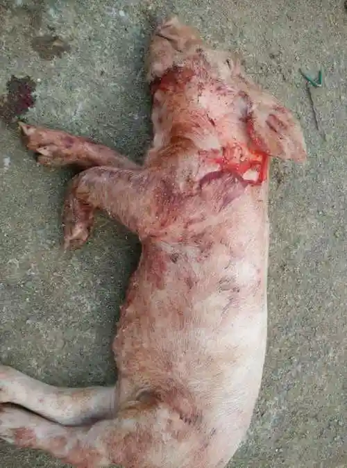 猪病体温:一窝13日龄的仔猪,有几头吐血,并且耳朵有一团瘀血,身上也