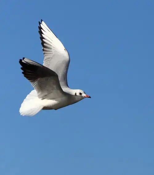 自由飞翔(附赠不知名小鸟1张)