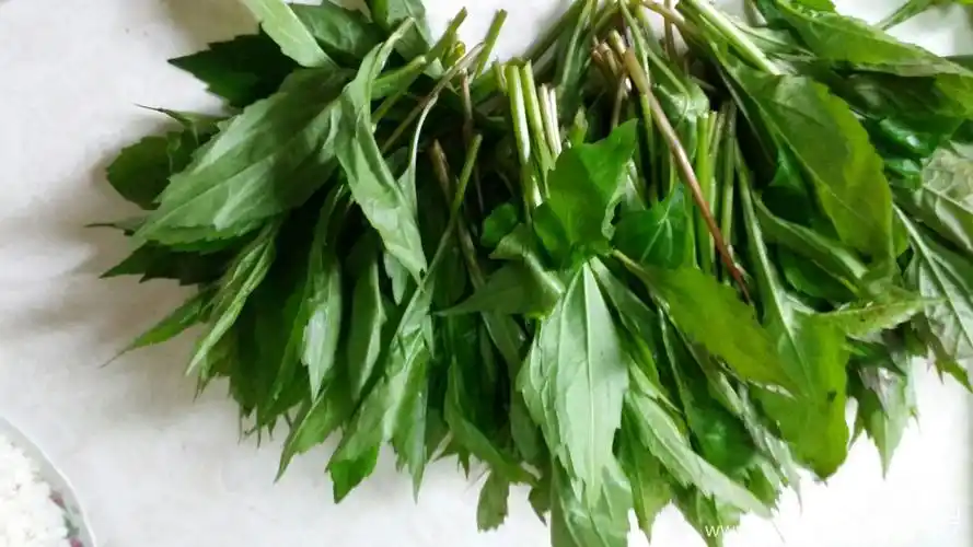 美食 纯天然野菜 小柴胡尖 小园无物闭柴门, 柴户犹余雀有村, 胡锦谁