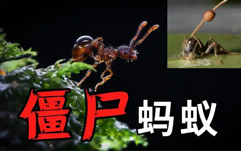 自然界真的存在僵尸蚂蚁!