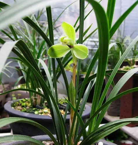 宋梅|春兰|兰花_新浪新闻