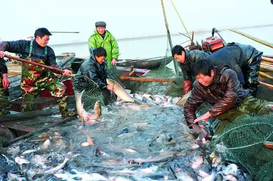 焦岗湖渔民冬季拉网捕鱼年年有鱼