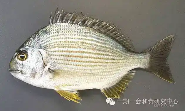 史上最牛的鲷鱼大全