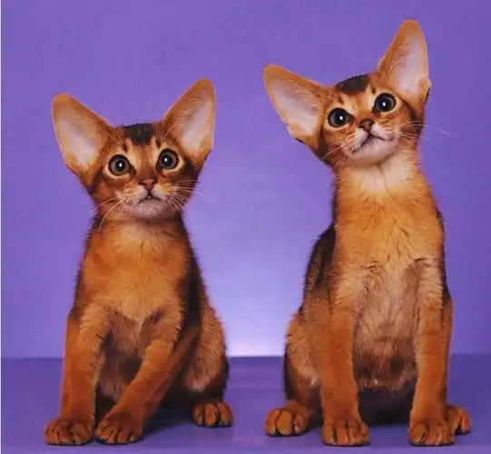 阿比西尼亚猫幼仔古埃及猫活幼体宠物猫幼崽小猫咪活物小奶猫活体测试