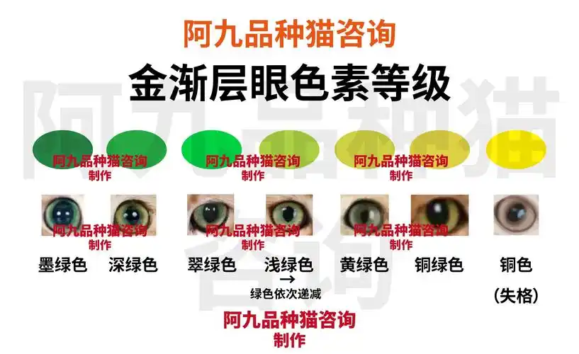 请问这是长毛金渐层吗