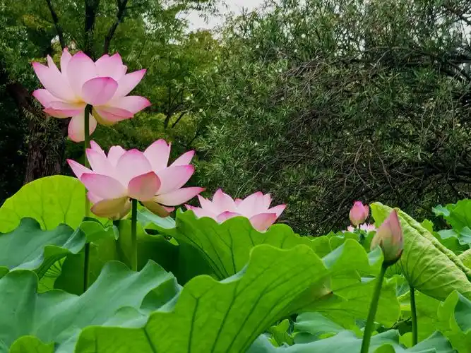 夏日的荷塘不仅是一道亮丽的风景,更是一段动人的记忆.
