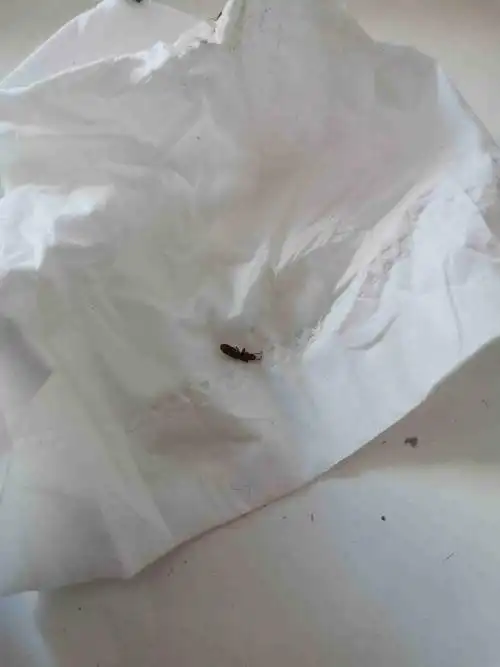 卧室忽然出现这种虫子,这是什么虫子