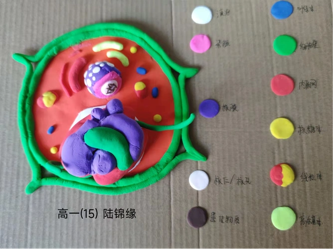 指尖上流淌的智慧蚌埠二中生物学模型制作活动学生作品展一