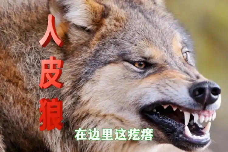 民间故事:披着人皮的狼
