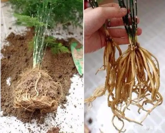 文竹根部发黄不要着急,掌握这四个要点,不仅根系强健且枝茂叶绿