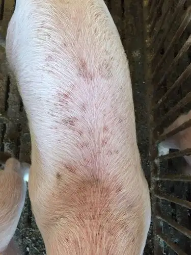 正文五十天左右的小猪身上皮肤好像在烂一样请教一下各位是不是得了