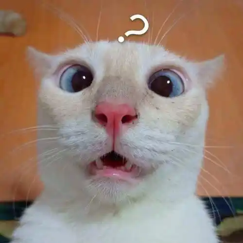 猫咪惊讶疑问表情包猫咪疑问惊讶表情
