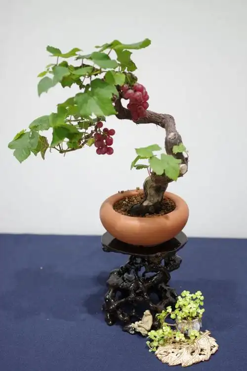 第三届小品微型盆景展山野草欣赏