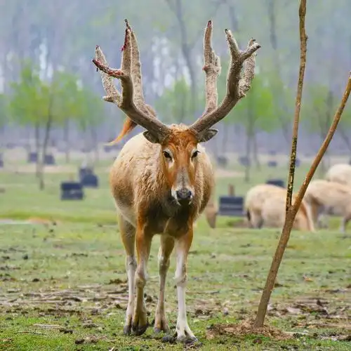 麋鹿!摄于江苏盐城大丰!