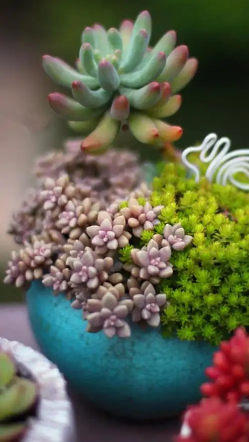 好看的多肉植物