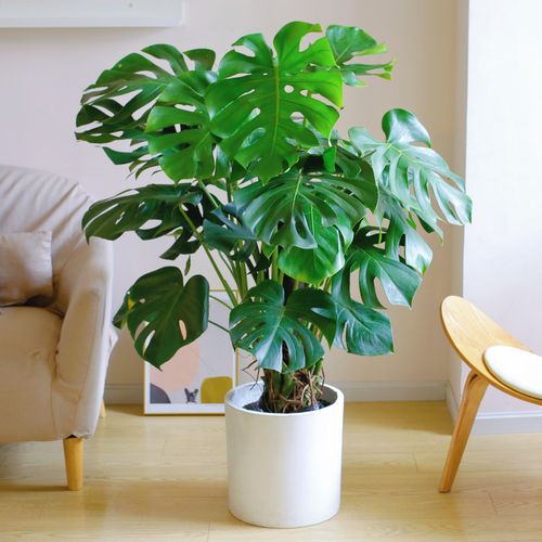 龟背竹大型盆栽北欧网红绿植室内客厅办公室大叶植物真花卉龟背竹60cm