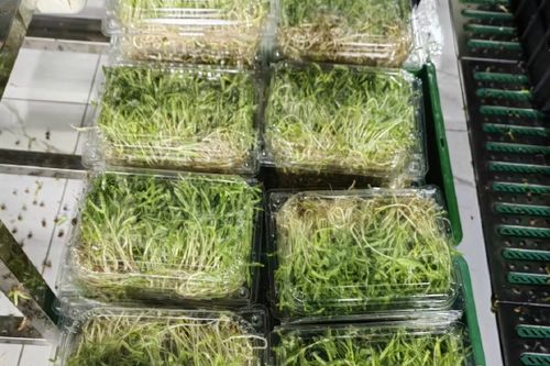 8/斤 空心菜芽苗菜新鲜空心菜苗菜之初富氧空心菜苗现采食用