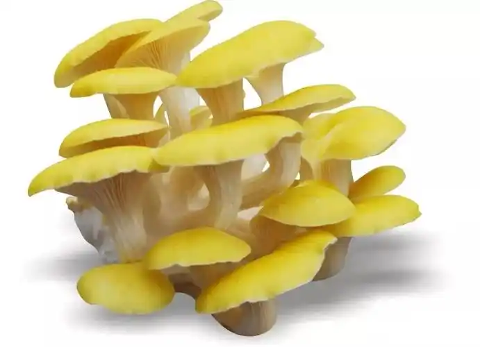 长白山的神奇"山珍"——榆黄蘑