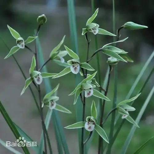 采挖,贩卖野生兰草,9人被抓!