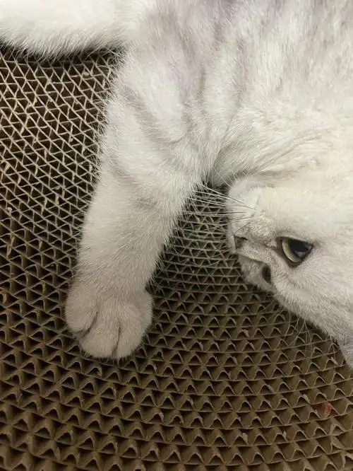 小猫咪的小山竹有多可爱