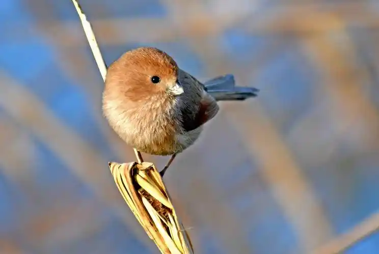 (上)呆萌而又憨态可掬的小鸟——棕头鸦雀_保护_于城镇_地带